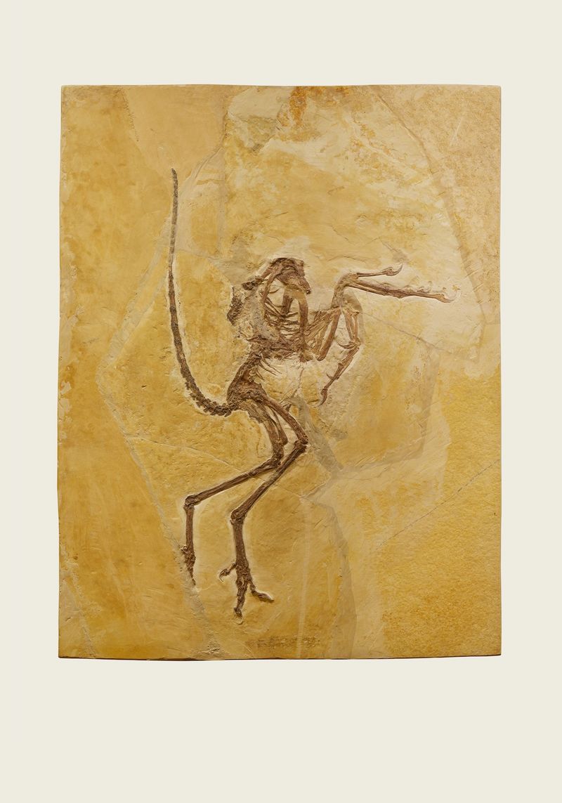 © Simon Sola Holischka - Wellnhoferia Grandis, Solnhofen Specimen, color version