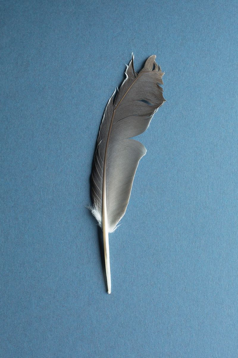 © Simon Sola Holischka - bent dove feather on blue background, upper side