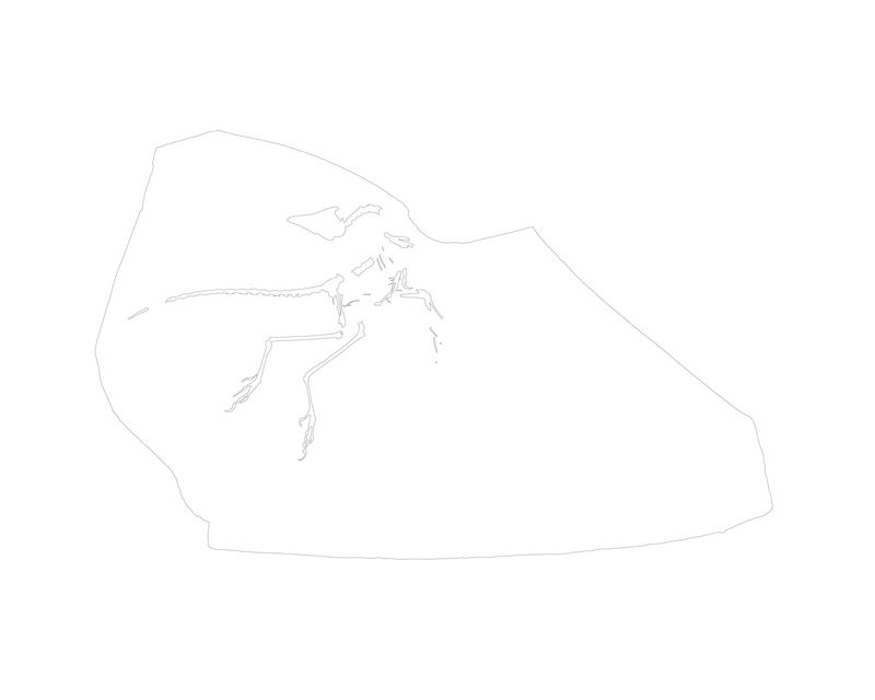 © Simon Sola Holischka - Archaeopteryx Lithographica, Eichstätt Specimen, main plate, outline