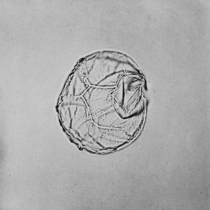 © suzette bousema - Gelatia inflata From the project 'Dinoflagellates'