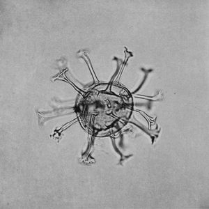 'Dinoflagellates', 'Climate Archive' and 'Future Relics'