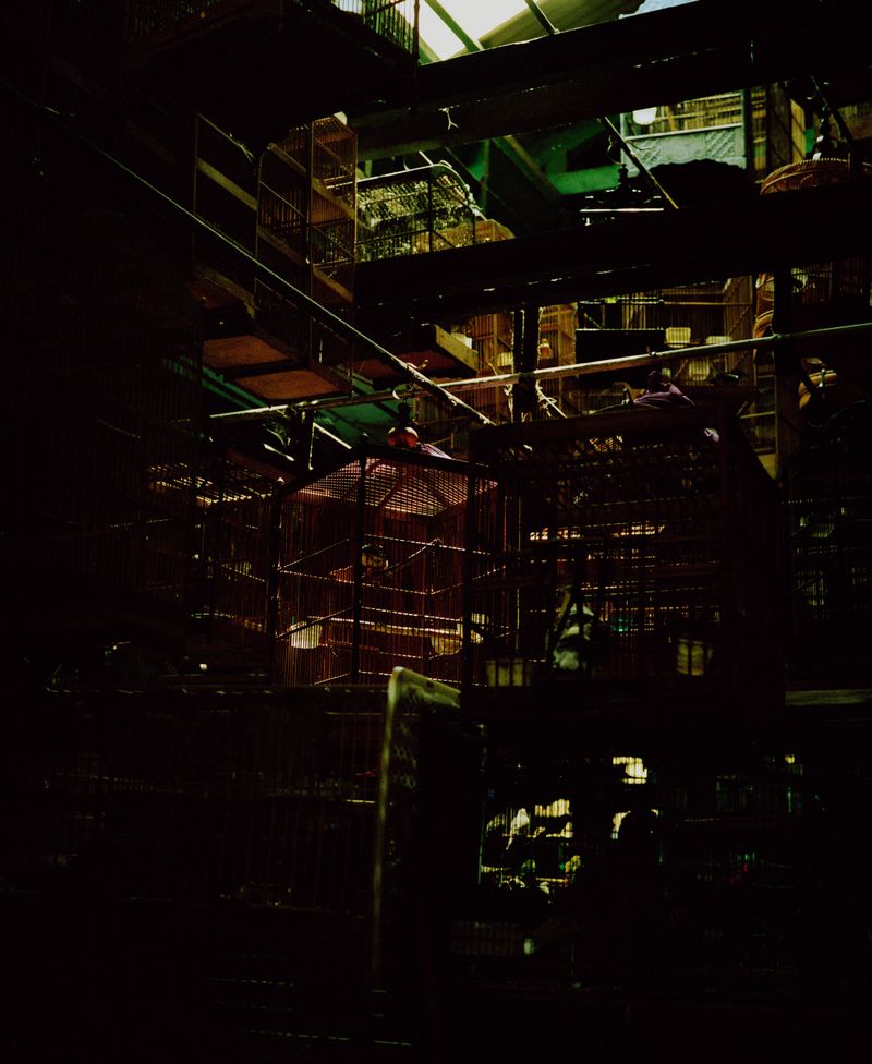 © Wilko Meiborg - Pasar Pramuka, Southeast Asias biggest birdmarket located in Jakarta