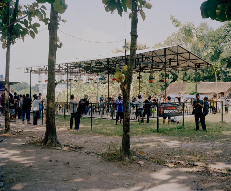 © Wilko Meiborg - Songbird contest in Yogyakarta, Java