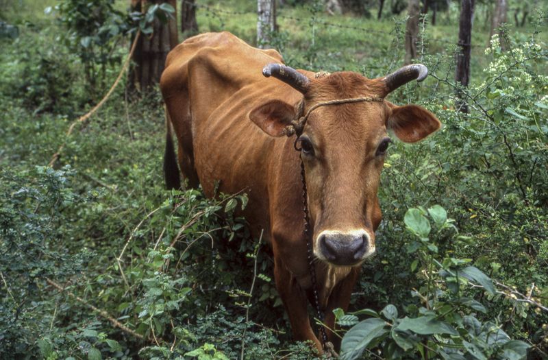 © Steven Edson - Cow tied to a tree in the jungle. Jamaica
