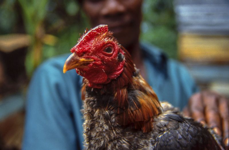 © Steven Edson - Prized rooster used for cock fighting. Negril, Jamaica