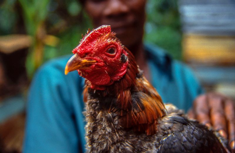 © Steven Edson - Prized rooster used for cock fighting. Negril, Jamaica