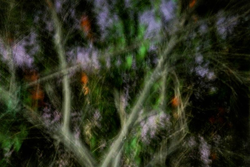© Romina Sandoval Rojas - Image from the Impermanencias photography project