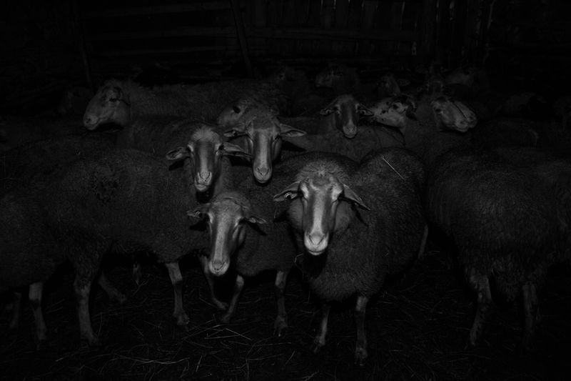 © Frederik Buyckx - Albania