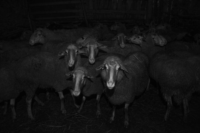 © Frederik Buyckx - Albania