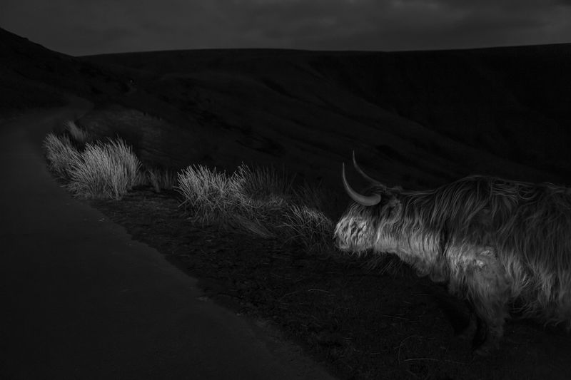 © Frederik Buyckx - Wales