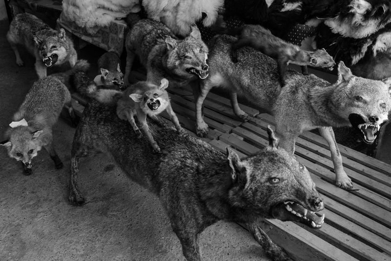 © Frederik Buyckx - Albania