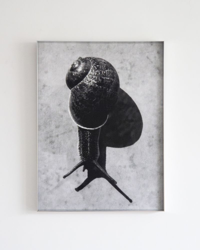© Loes de Boer - still life (17) 2024, fine art photo print with aluminum frame, 42 x 56 cm