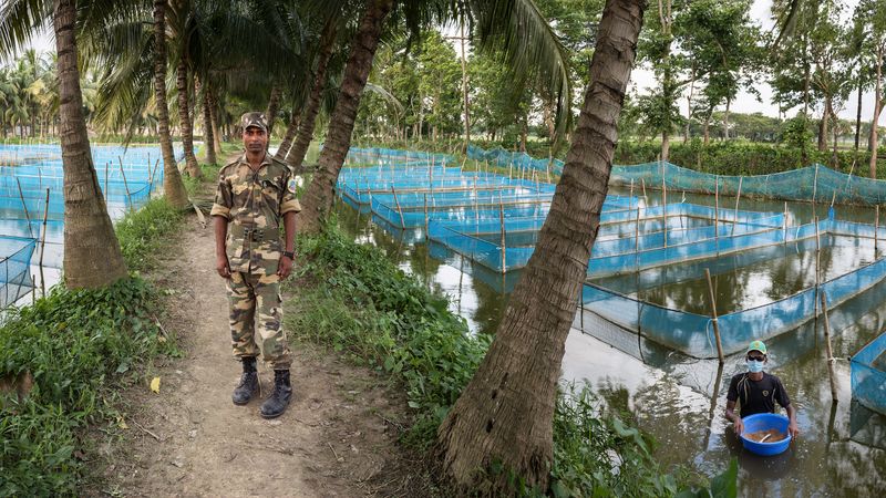 © Carrie and Eric Tomberlin - Tilapia Farm Aquaculture, Jessore