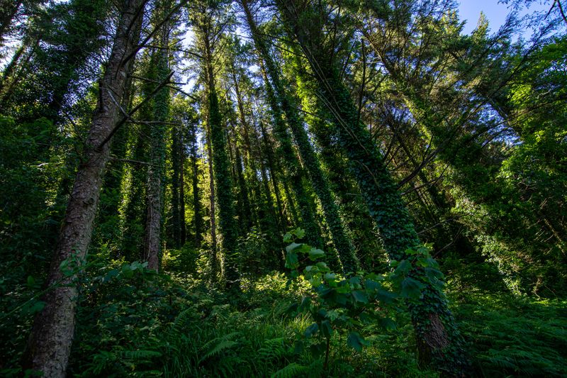 © Cody Ryan Tippie - Spirited Forest; Rooster peers into a thickened forest grove.
