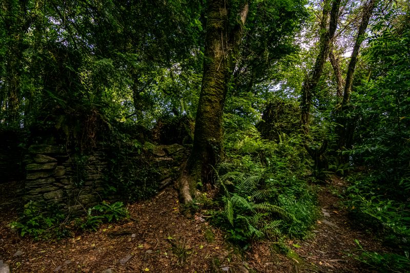 © Cody Ryan Tippie - Wilder House; abandoned witches cottage in the forest; tended by spirit guardians of the Bear, Owl, Mink, and Hawk.