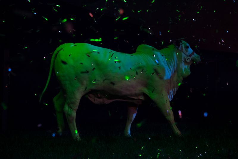 © Carolina Arantes - Image from the Holy Cow photography project