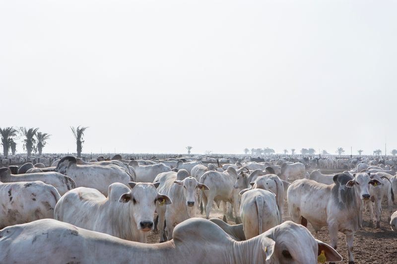 © Carolina Arantes - Image from the Holy Cow photography project