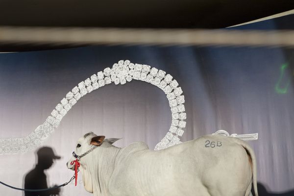© Carolina Arantes - Image from the Holy Cow photography project