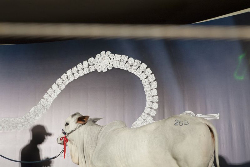© Carolina Arantes - Image from the Holy Cow photography project