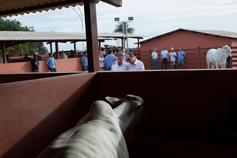 © Carolina Arantes - Image from the Holy Cow photography project