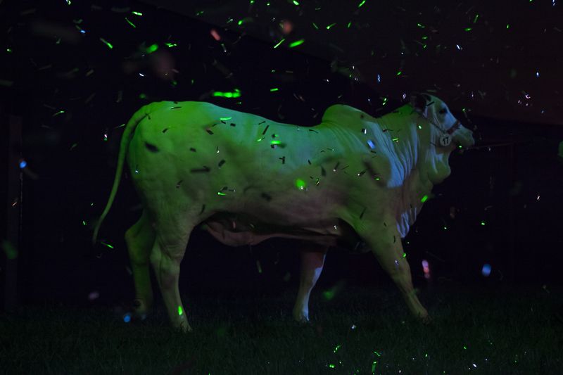 © Carolina Arantes - Image from the Holy Cow photography project