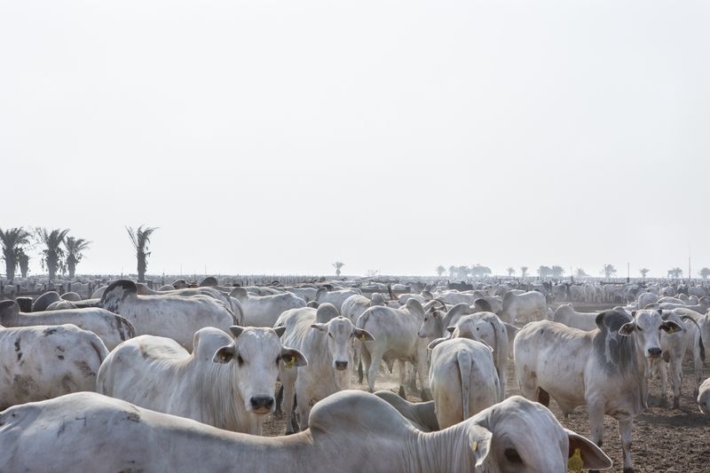 © Carolina Arantes - Image from the Holy Cow photography project
