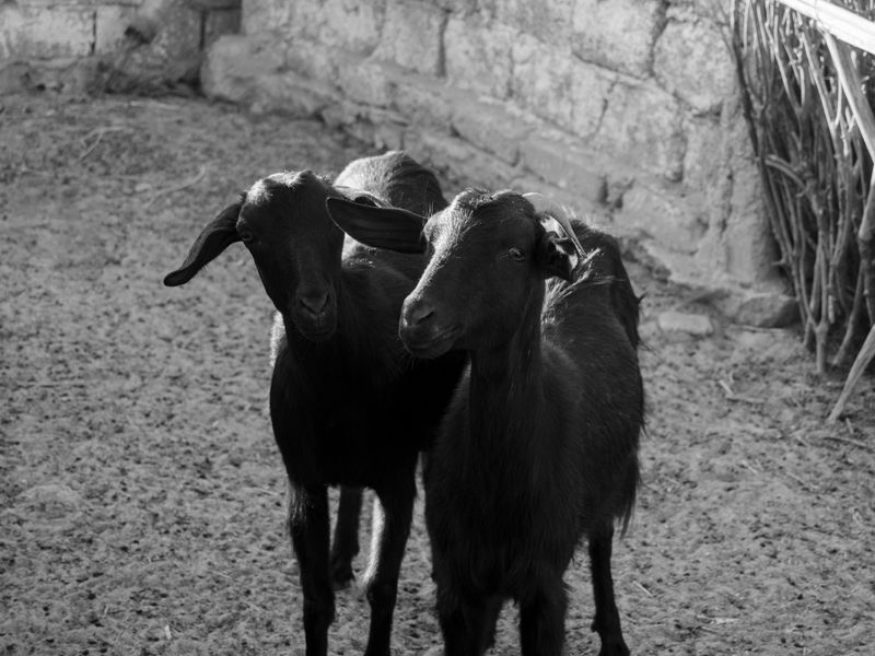 © Samar Zaoui - Image from the Rzuga photography project