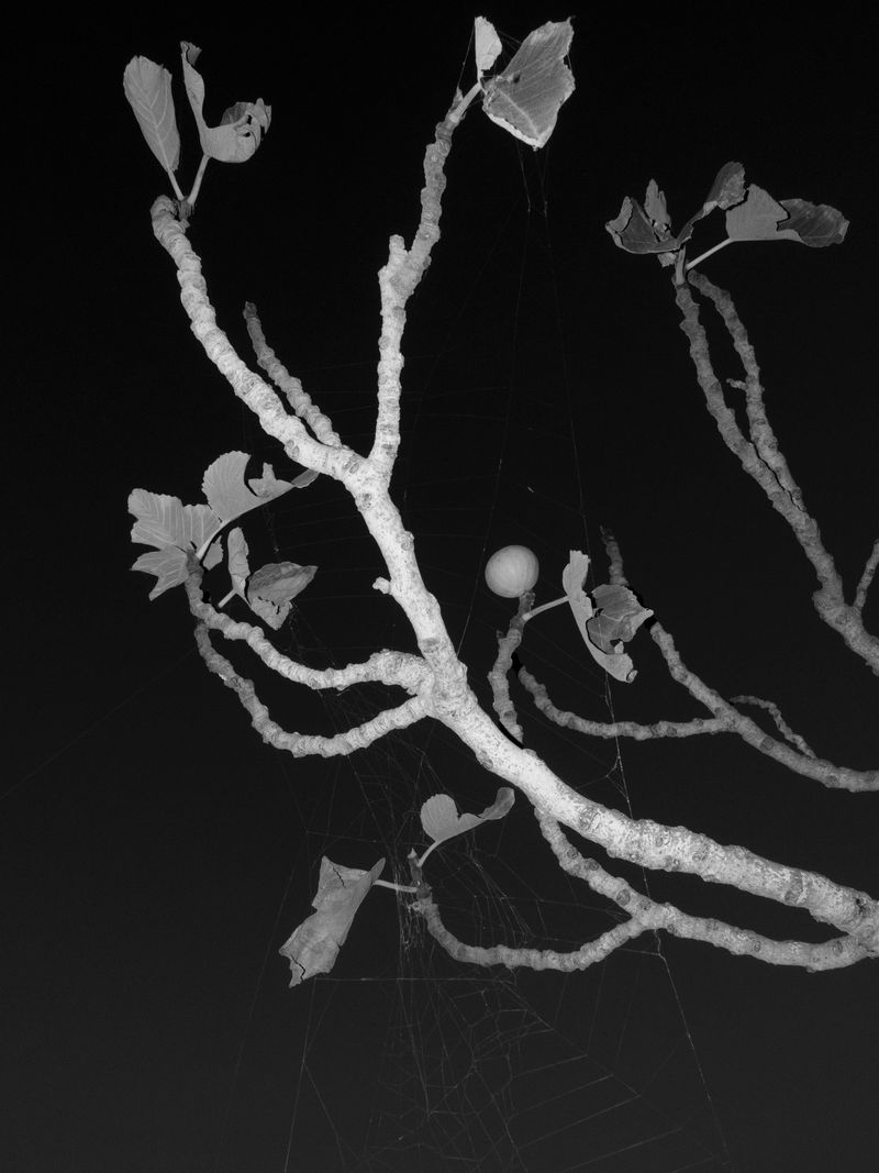 © Samar Zaoui - Image from the Rzuga photography project