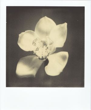 Have you any dreams you'd like to sell?