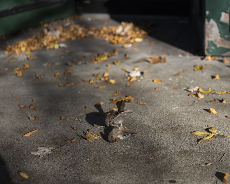 © Nick Meyer - Image from the Good Bones photography project