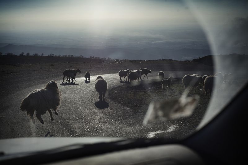 © Ali Arkady - 29/12/2014 - Sinjar, Iraq - Sheep strolling along the street in Sinjar. © Ali Arkady