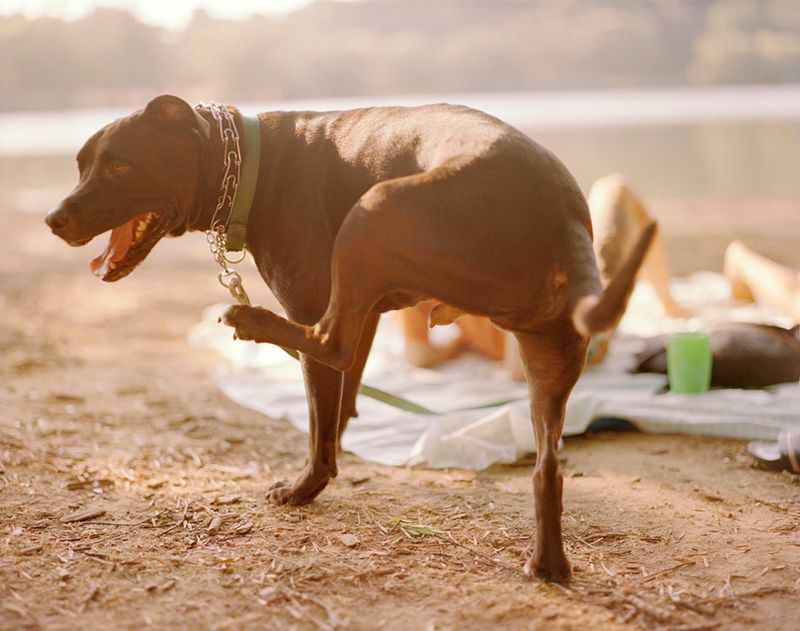 © Irina Rozovsky - Image from the In Plain Air photography project