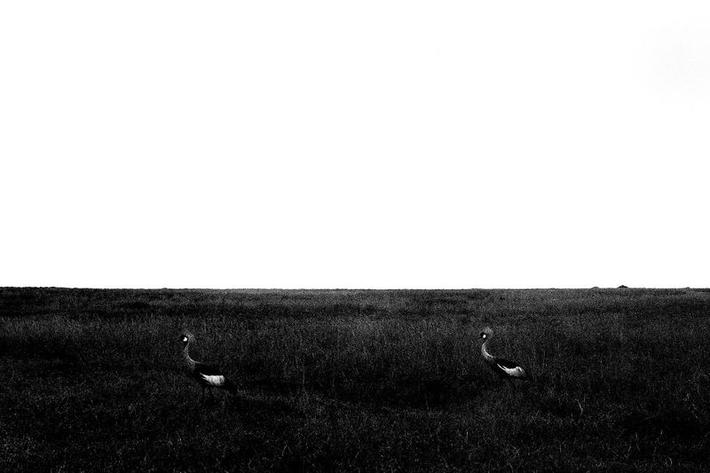 © Osheen Harruthoonyan - Image from the Currently Untitled photography project