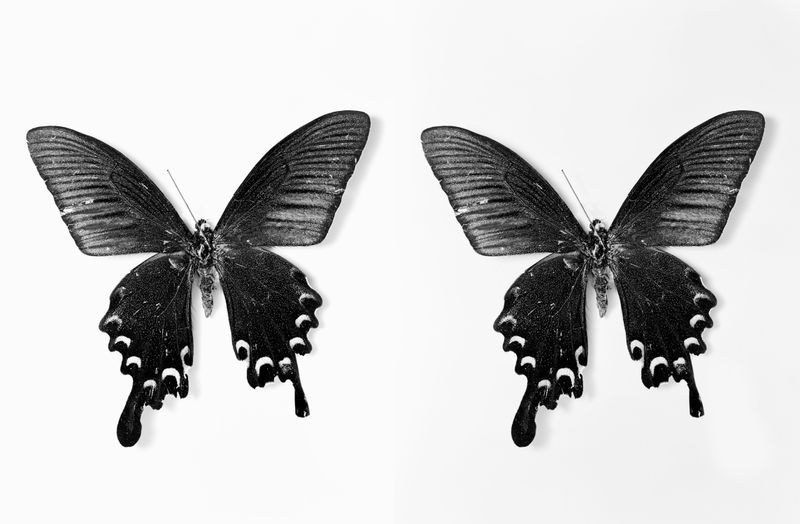 © Osheen Harruthoonyan - Flutter - Toned gelatin silver print. Photographed on 4x5 film.