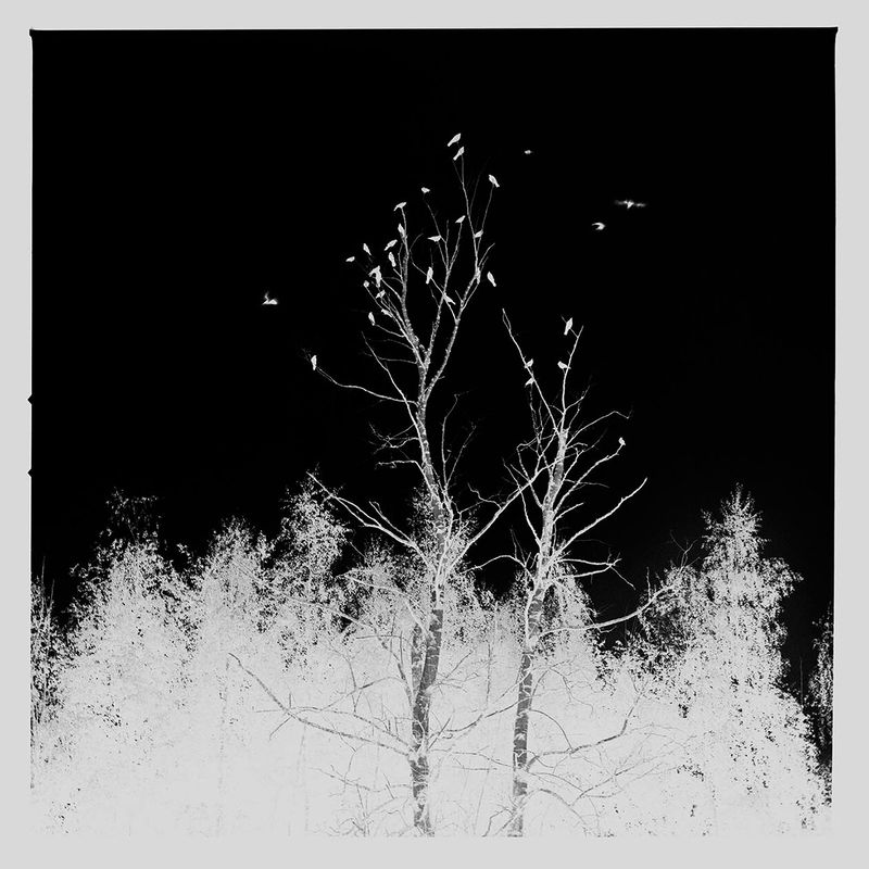 © Osheen Harruthoonyan - GATHER AT SUNSETToned gelatin silver print