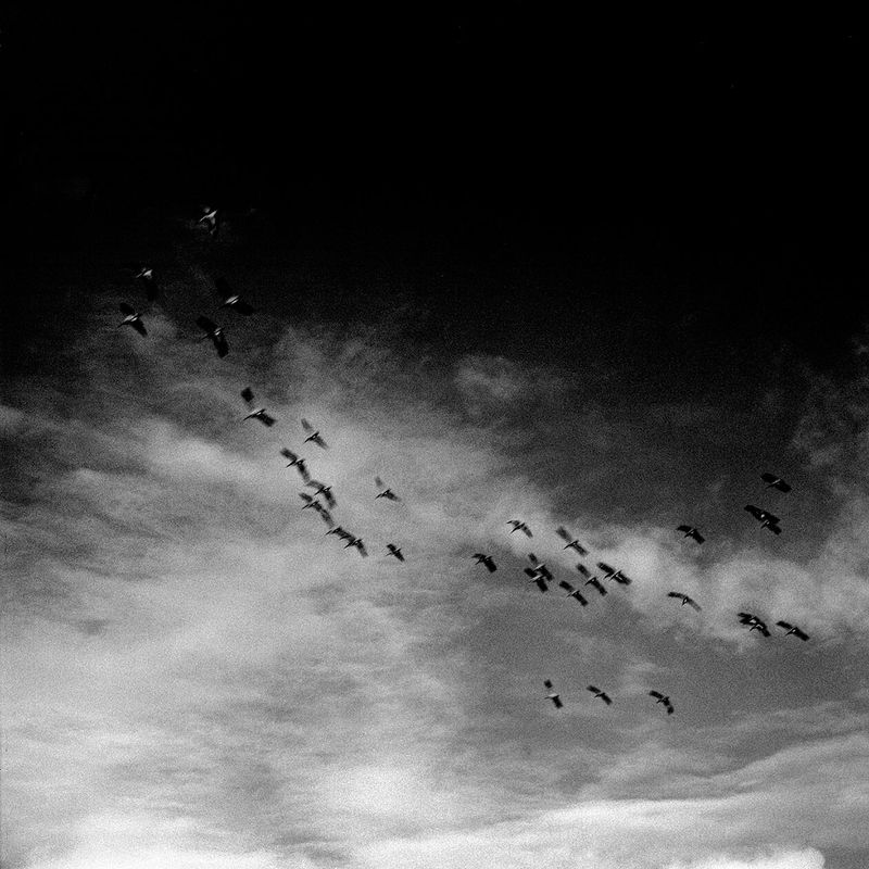 © Osheen Harruthoonyan - UNTITLED FLOCKSToned gelatin silver print