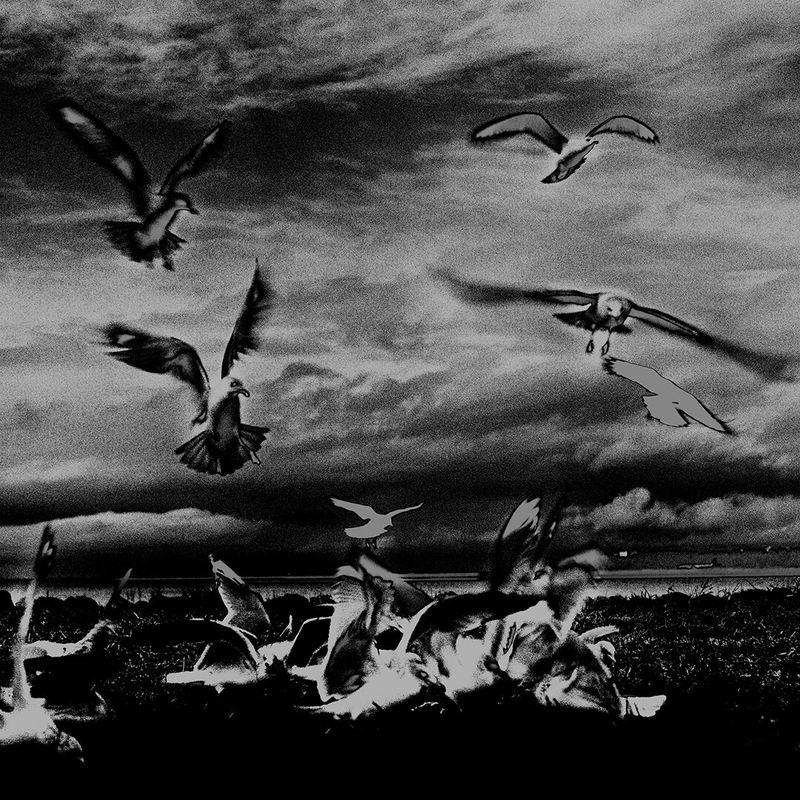 © Osheen Harruthoonyan - SOLARIZED FLOCKToned gelatin silver print