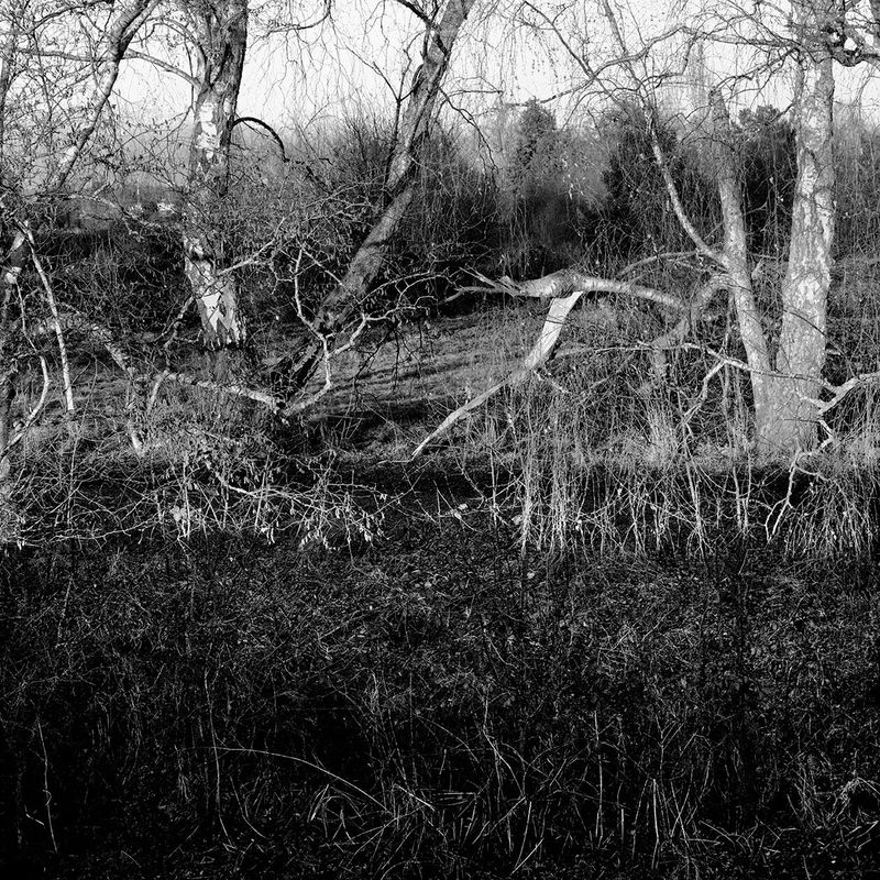 © Osheen Harruthoonyan - OVERGROWTHToned gelatin silver print