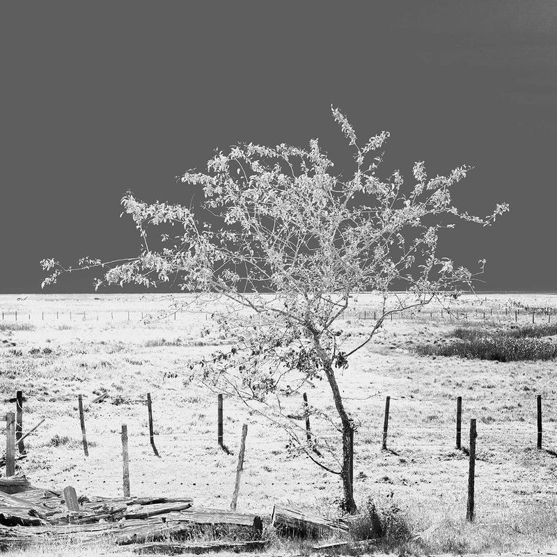 © Osheen Harruthoonyan - SPRING (SOLARIZED), RIVER ROADToned gelatin silver print