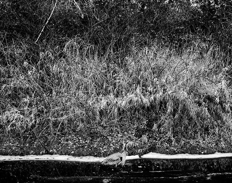 © Osheen Harruthoonyan - HERONToned gelatin silver print