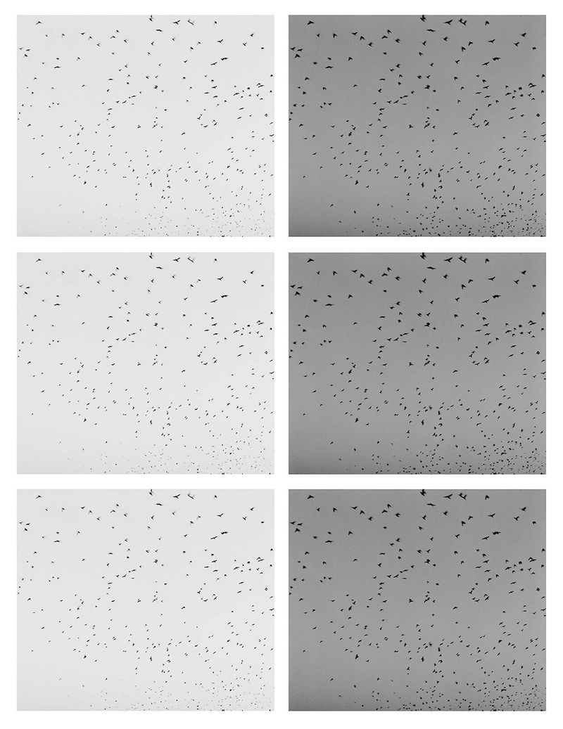© Osheen Harruthoonyan - GRID OF CROWSToned gelatin silver print