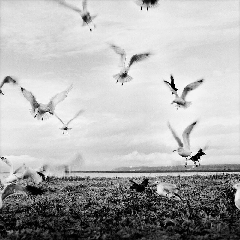 © Osheen Harruthoonyan - FEEDINGToned gelatin silver print