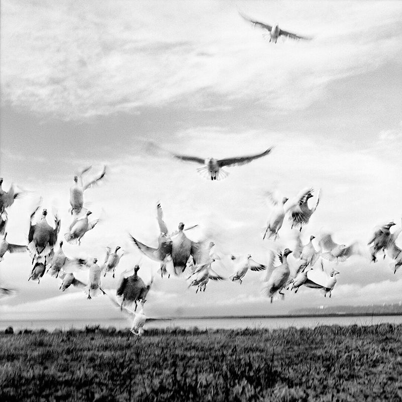 © Osheen Harruthoonyan - BIRD DANCEToned gelatin silver print