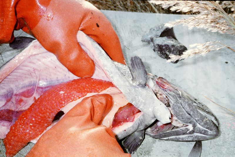 © Sara Aue Sobol - Image from the The Dancing Forest photography project