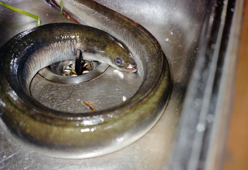 © Sara Aue Sobol - Image from the The Dancing Forest photography project