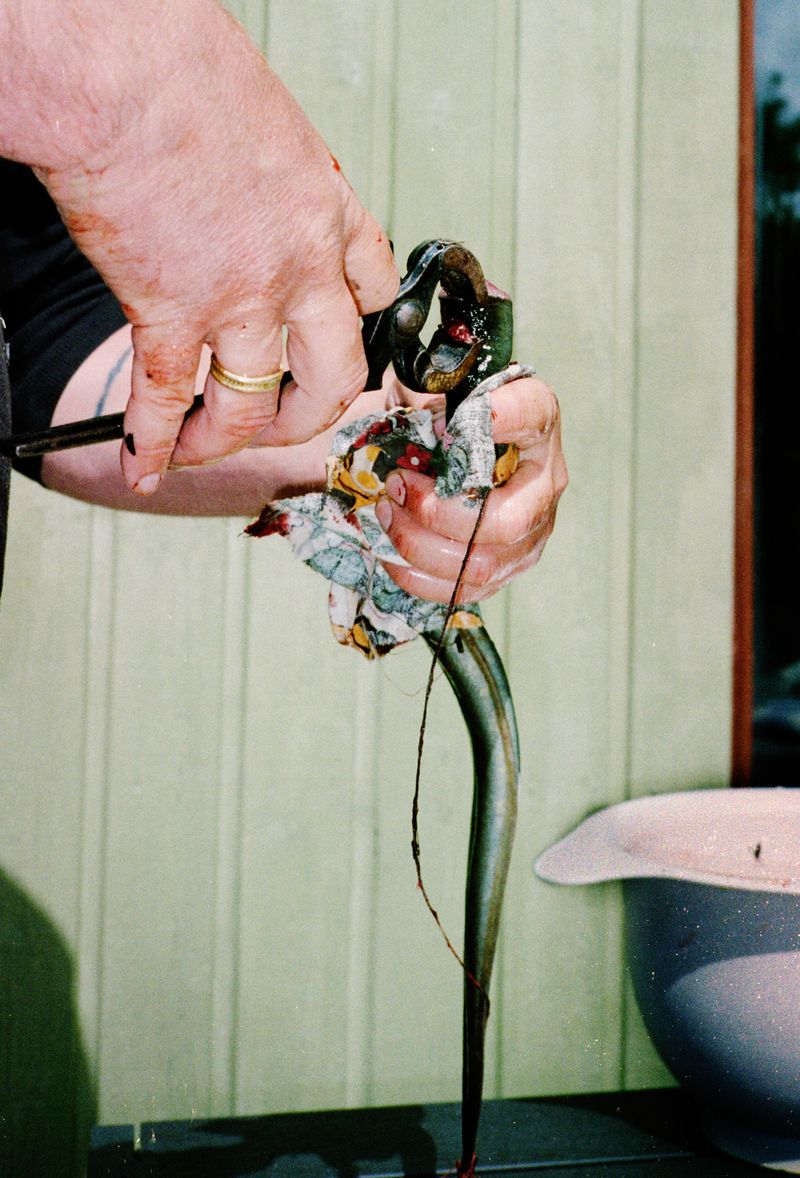 © Sara Aue Sobol - Image from the The Dancing Forest photography project