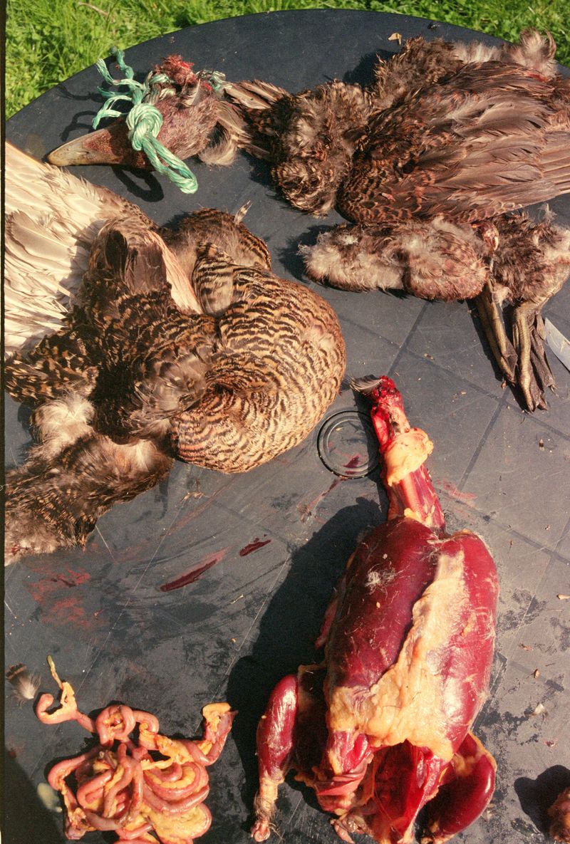 © Sara Aue Sobol - Image from the The Dancing Forest photography project