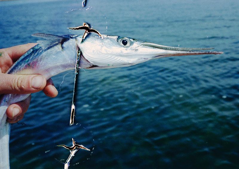 © Sara Aue Sobol - Image from the The Dancing Forest photography project