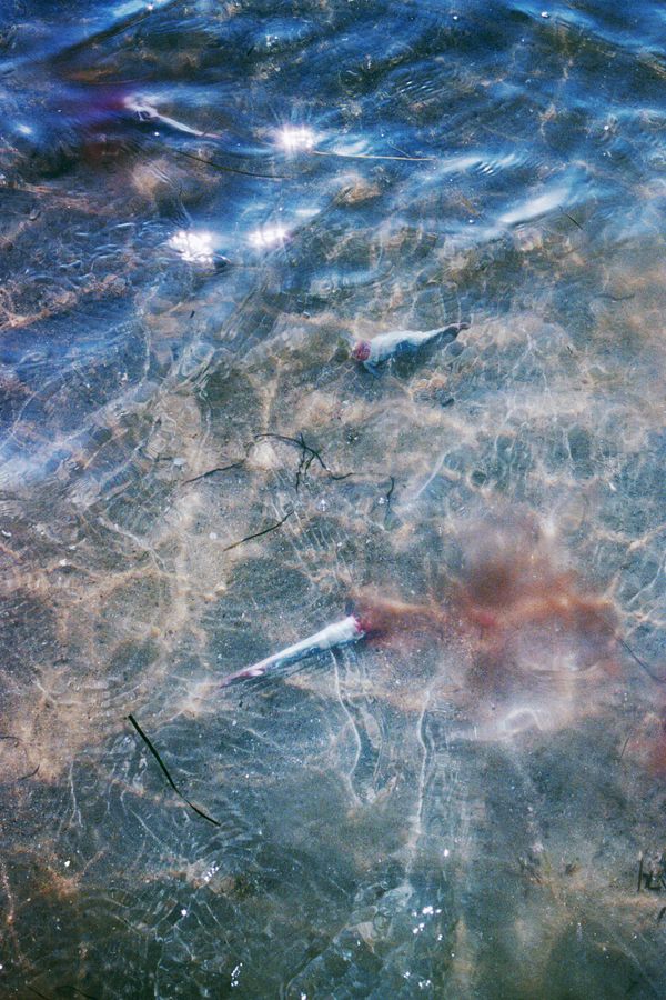 © Sara Aue Sobol - Image from the The Dancing Forest photography project