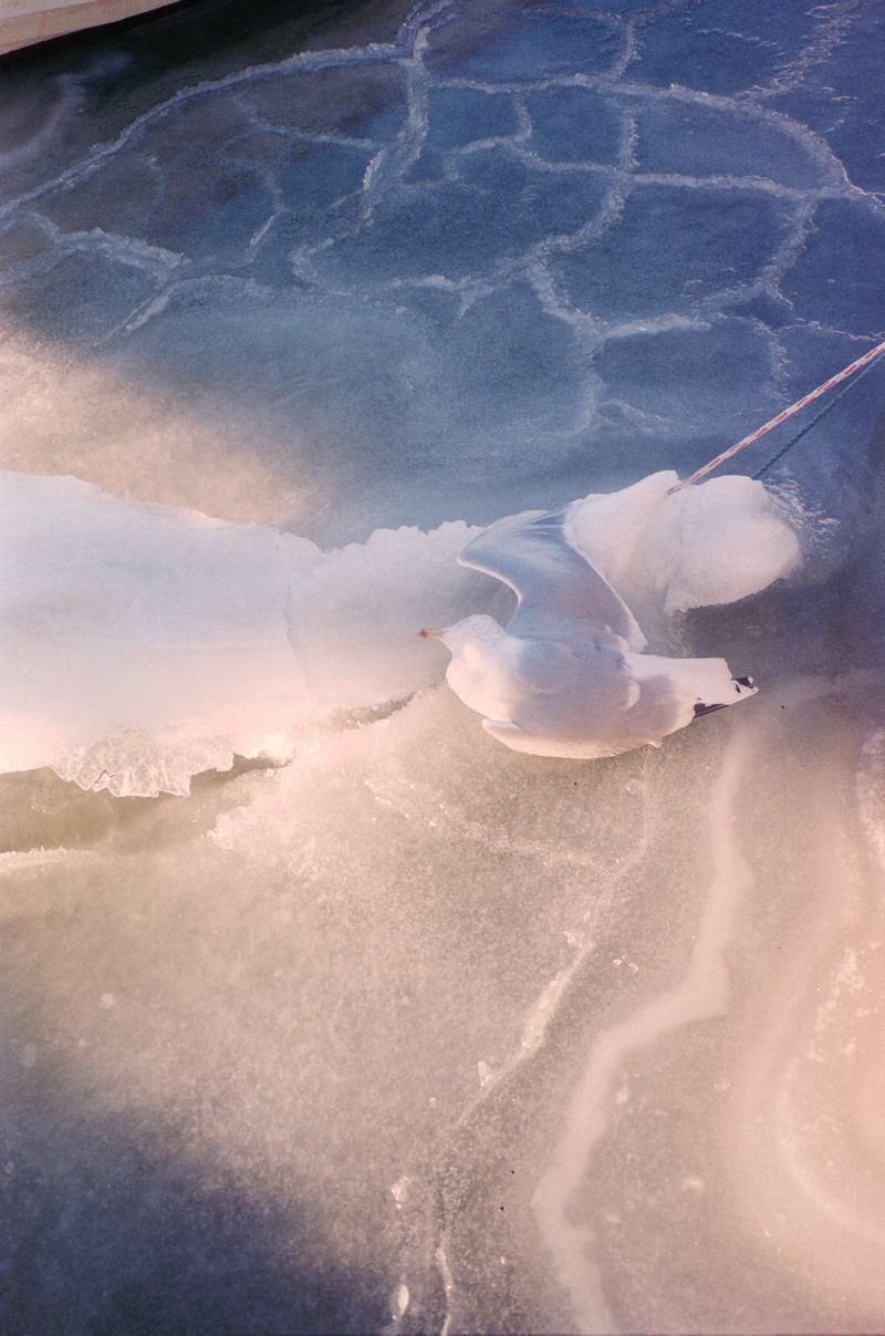 © Sara Aue Sobol - Image from the The Dancing Forest photography project